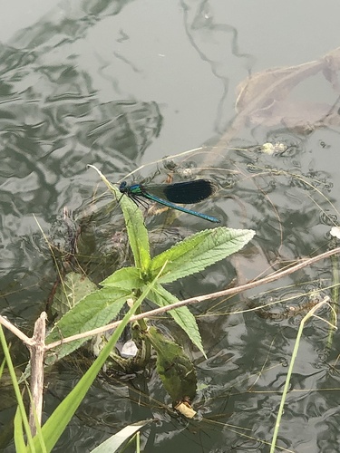 Banded Demoiselle