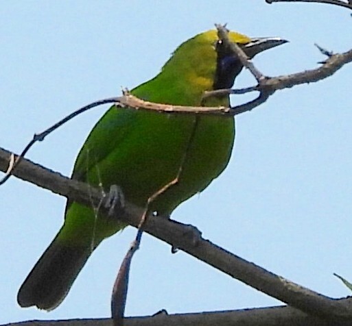 Jerdon's Leafbird (Chloropsis jerdoni), photo 9