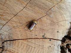 Rhizotrogus aestivus