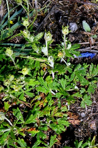 Potentilla neglecta, photograph 4