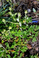 author not stated, no rights reserved Potentilla neglecta, photograph author not stated, no rights reserved