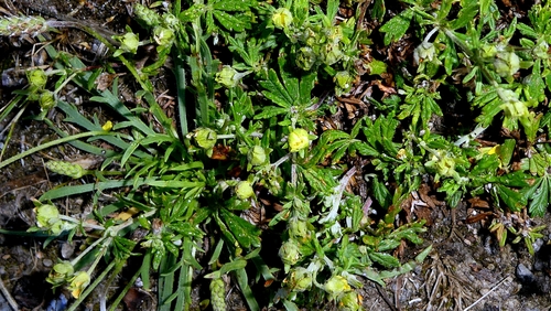 Potentilla neglecta, photograph 5