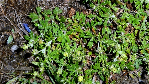 Potentilla neglecta, photograph 6