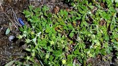 Potentilla neglecta, photograph author not stated, no rights reserved