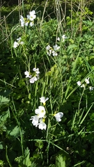 Cardamine pratensis