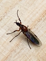 Dilophus strigilatus