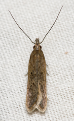 Dichomeris ligulella