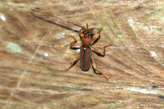 Miltesthus marginatus