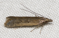 Dichomeris ligulella