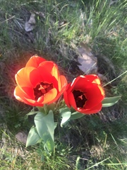 Tulipa