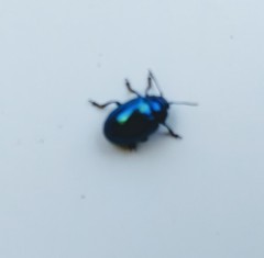 Chrysolina coerulans