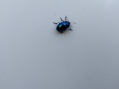 Chrysolina coerulans