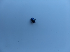 Chrysolina coerulans