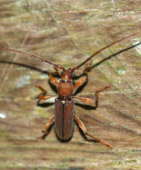 Miltesthus marginatus