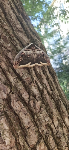 Giant Peacock Moth