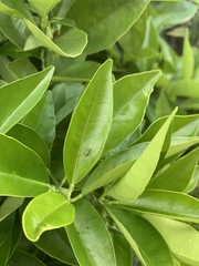 Phaneroptera nana