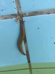 Meghimatium pictum