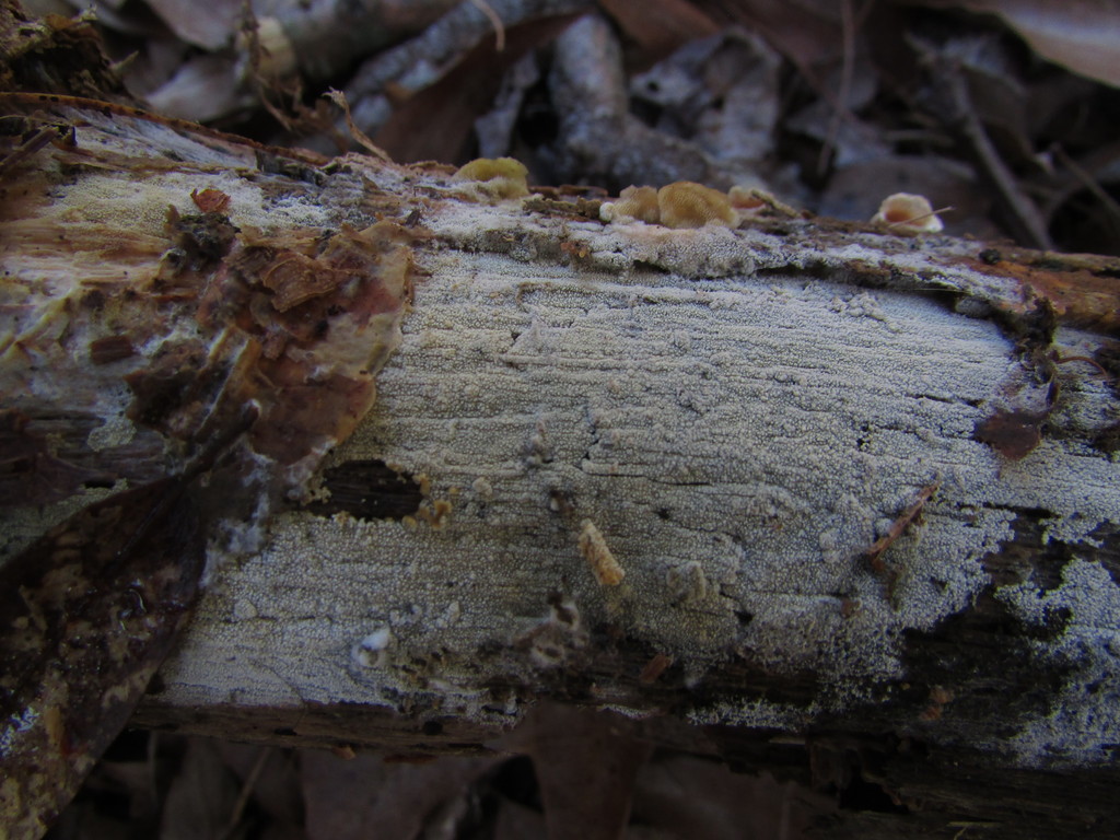 Brevicellicium