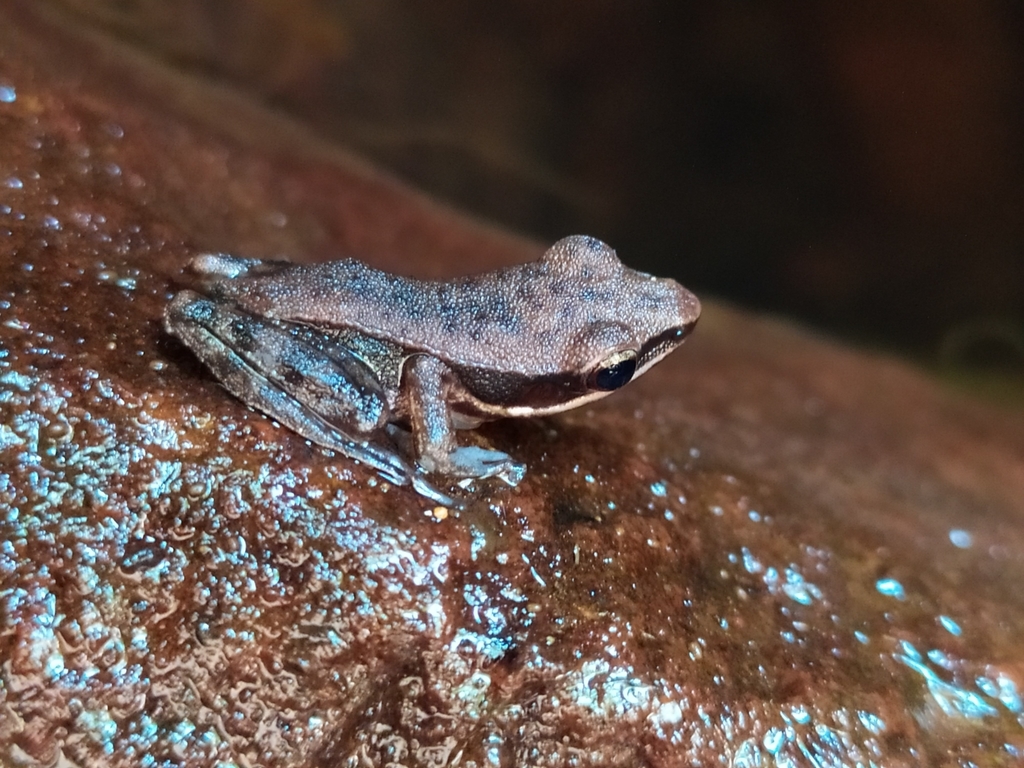 Sreen's Golden-backed Frog
