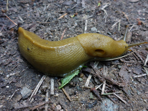 Button's Banana Slug