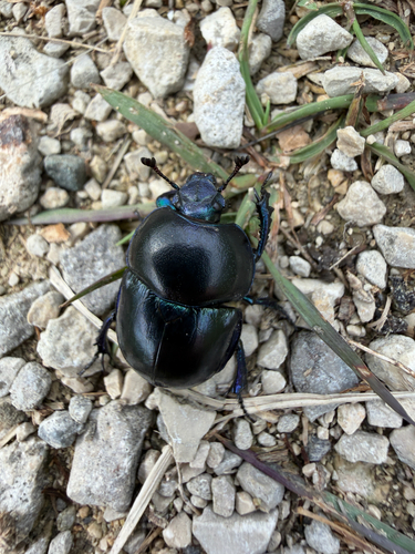 Springtime Dung Beetle