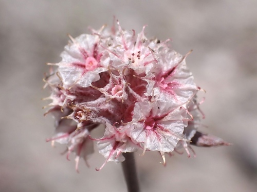 iNaturalist observation photo of pink spineflower
