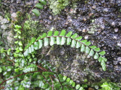 Asplenium trichomanes quadrivalens