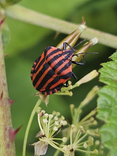 Continental Striped Shield Bug