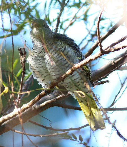 Black Cuckooshrike (Campephaga flava), photo 9