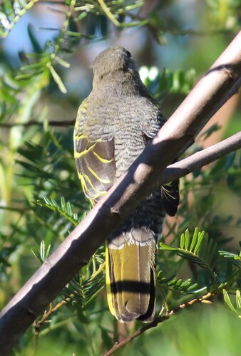 Black Cuckooshrike (Campephaga flava), photo 10