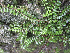 Asplenium trichomanes quadrivalens