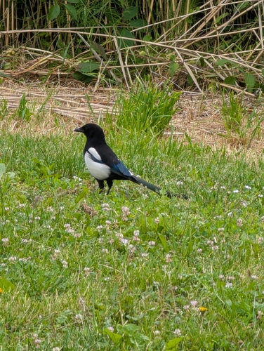 Eurasian Magpie