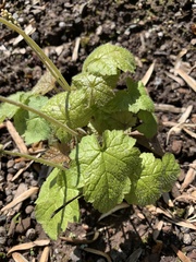 Tiarella stolonifera