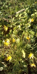 Ficaria verna