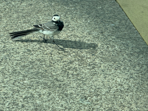 White Wagtail