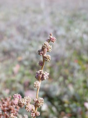 Atriplex verrucifera