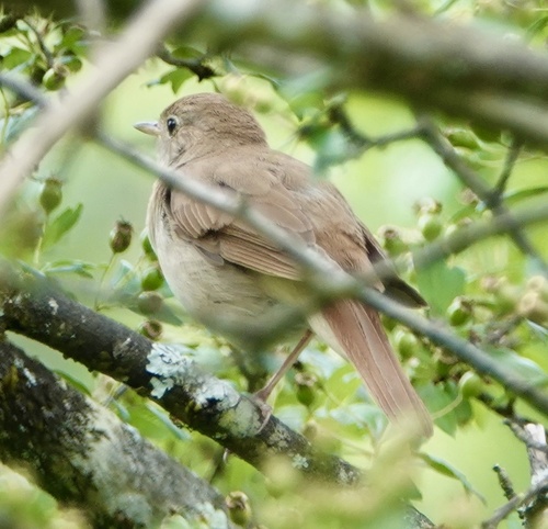 Common Nightingale