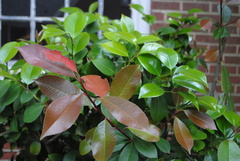 Photinia × fraseri