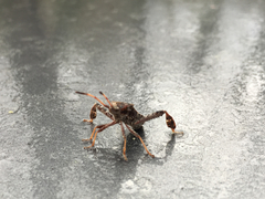 Leptoglossus clypealis