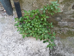 Parietaria officinalis
