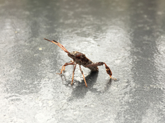 Leptoglossus clypealis