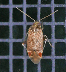 Hamatophylus guttulosus