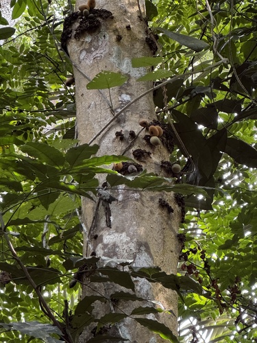 Pradosia lactescens