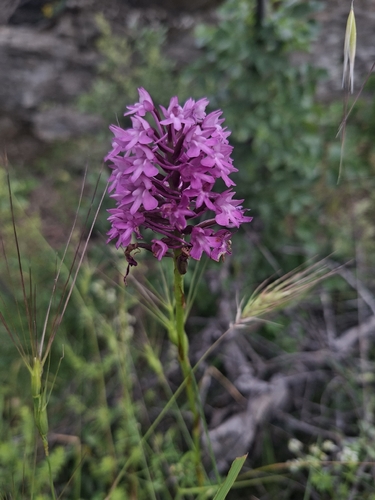 pyramidal orchid