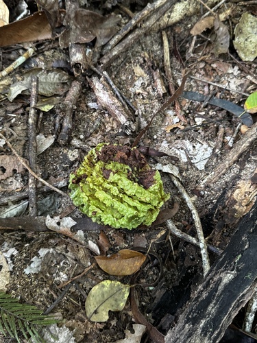 Carpotroche brasiliensis