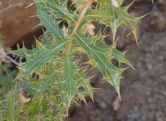 Berkheya chamaepeuce