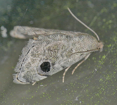 Abablemma brimleyana