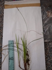 Carex lucorum