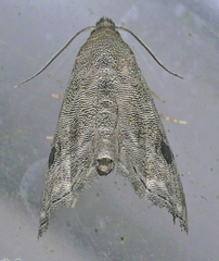 Abablemma brimleyana