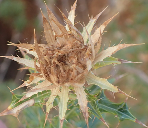 Tree Thistlethorn (Berkheya chamaepeuce)